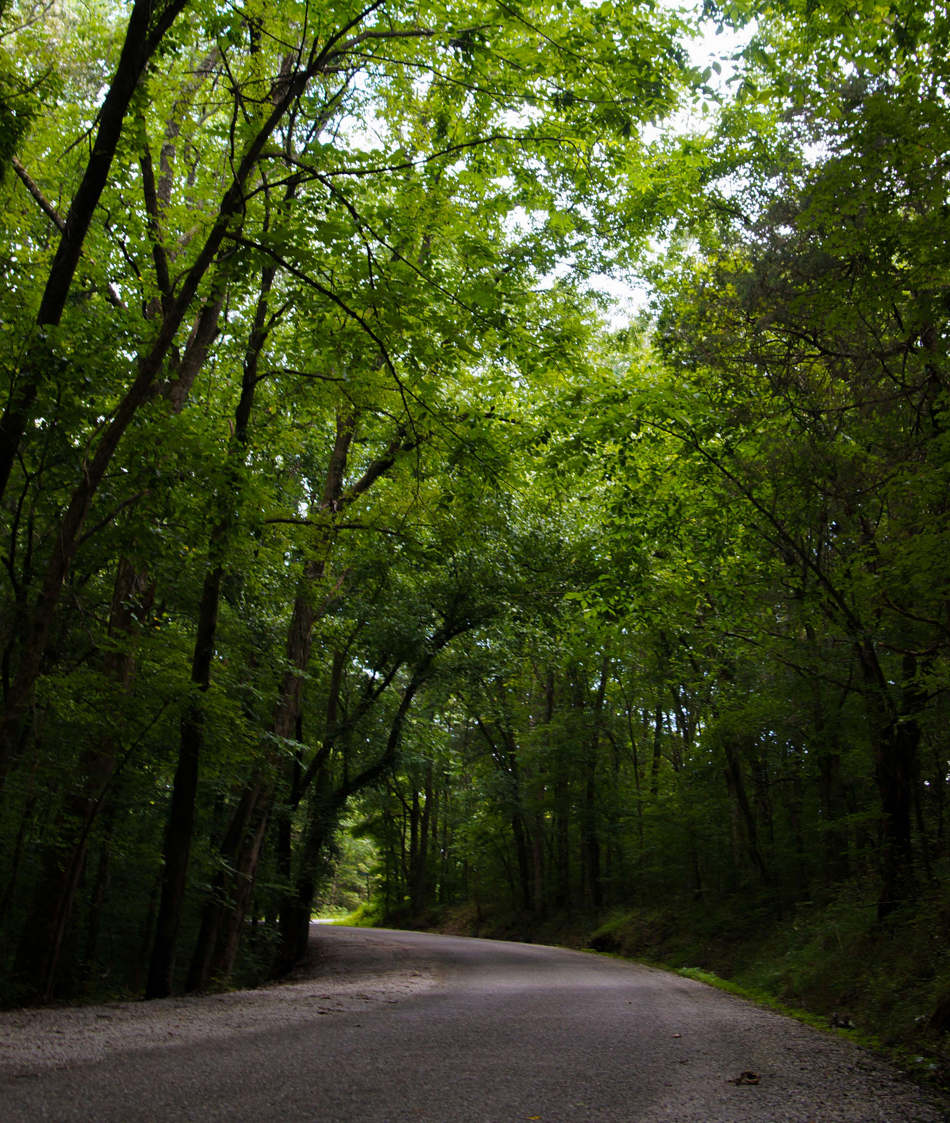 Winding road at Narrows of the Harpeth State Park