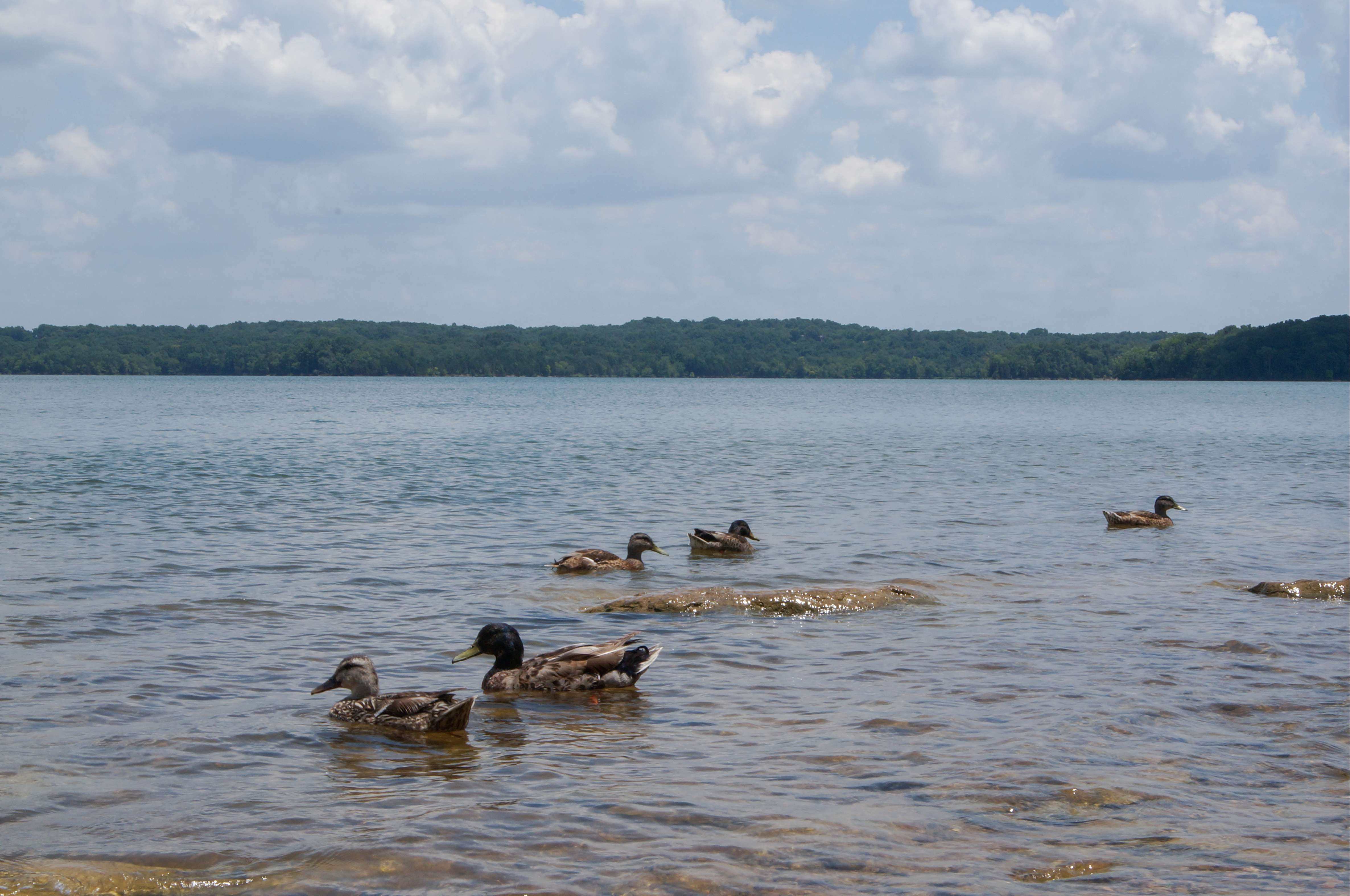 Ducks at Percy Priest Lake